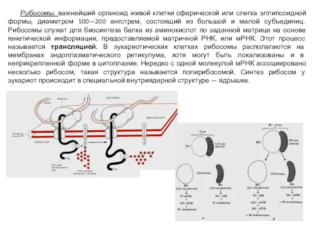 Рибосомы. важнейший органоид живой клетки сферической или слегка эллипсоидной формы, диаметром