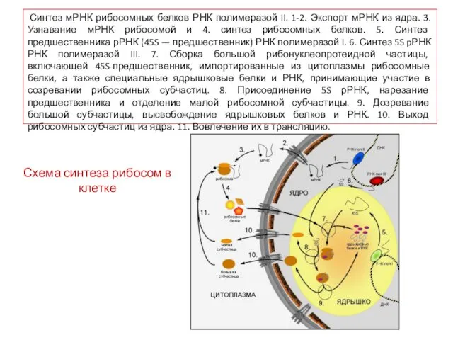 Синтез мРНК рибосомных белков РНК полимеразой II. 1-2. Экспорт мРНК из