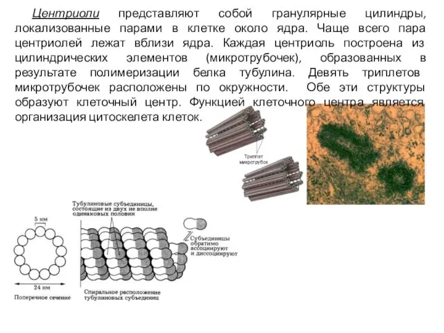 Центриоли представляют собой гранулярные цилиндры, локализованные парами в клетке около ядра.