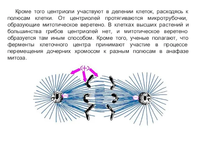 Кроме того центриоли участвуют в делении клеток, расходясь к полюсам клетки.