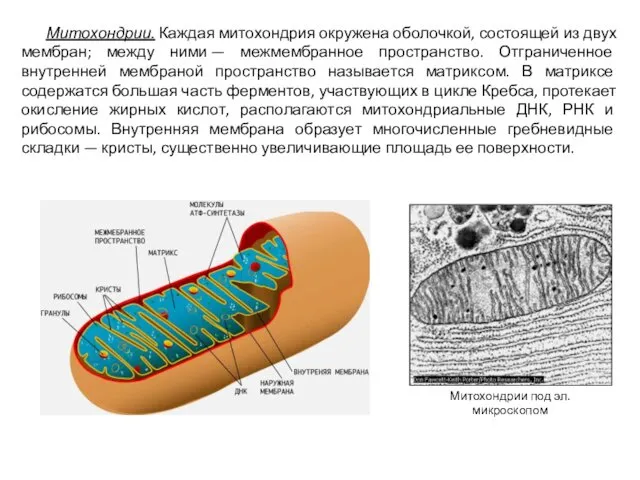 Митохондрии. Каждая митохондрия окружена оболочкой, состоящей из двух мембран; между ними