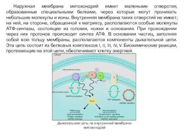 Наружная мембрана митохондрий имеет маленькие отверстия, образованные специальными белками, через которые