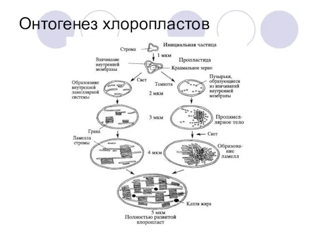 Онтогенез хлоропластов