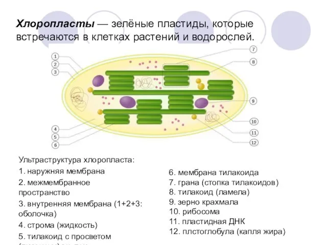 Ультраструктура хлоропласта: 1. наружняя мембрана 2. межмембранное пространство 3. внутренняя мембрана