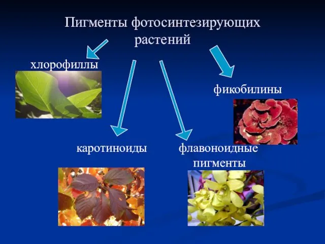 Пигменты фотосинтезирующих растений хлорофиллы Фикобилины фикобилины каротиноиды флавоноидные пигменты