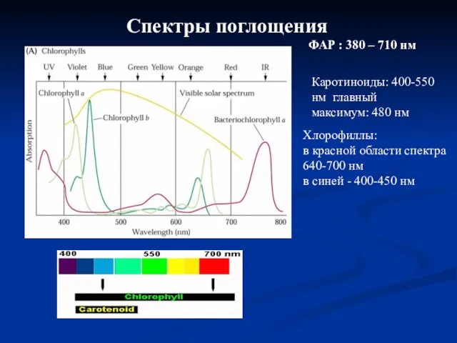 Спектры поглощения Хлорофиллы: в красной области спектра 640-700 нм в синей