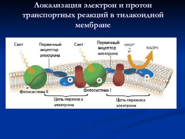 Локализация электрон и протон транспортных реакций в тилакоидной мембране