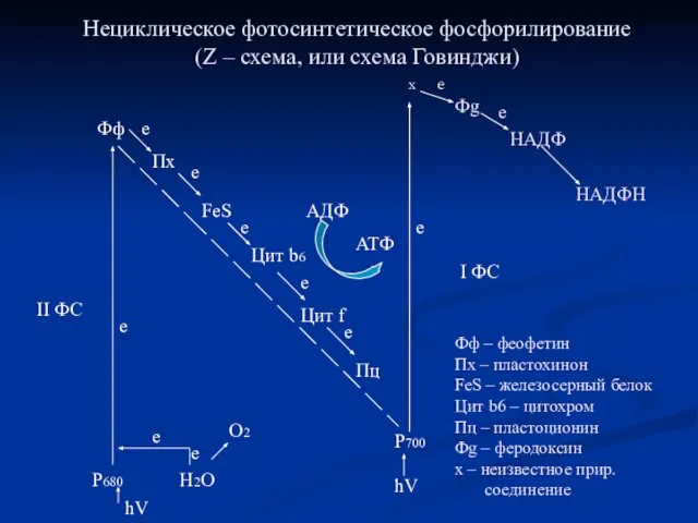 Нециклическое фотосинтетическое фосфорилирование (Z – схема, или схема Говинджи) x е