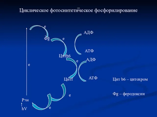 Циклическое фотосинтетическое фосфорилирование Цит b6 – цитохром Фg – феродоксин P700