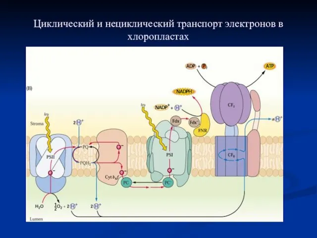 Циклический и нециклический транспорт электронов в хлоропластах