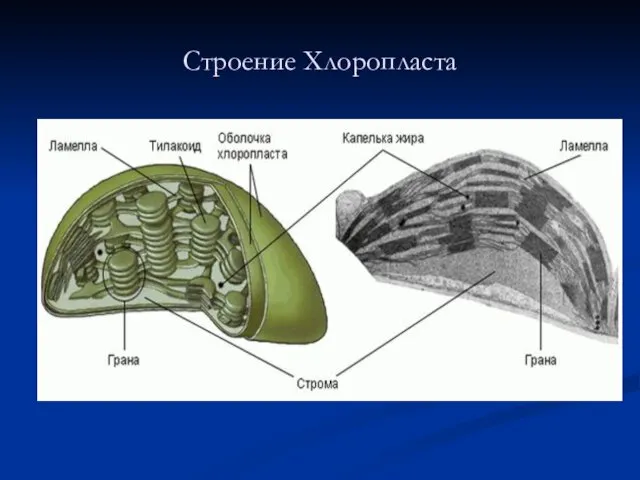 Строение Хлоропласта