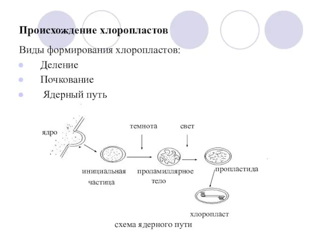 Происхождение хлоропластов Виды формирования хлоропластов: Деление Почкование Ядерный путь ядро инициальная