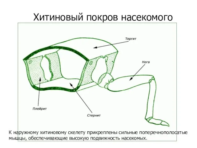 Хитиновый покров насекомого К наружному хитиновому скелету прикреплены сильные поперечнополосатые мышцы, обеспечивающие высокую подвижность насекомых.