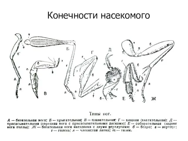 Конечности насекомого