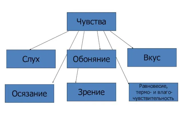 Чувства Зрение Осязание Равновесие, термо- и влаго- чувствительность Обоняние Вкус Слух