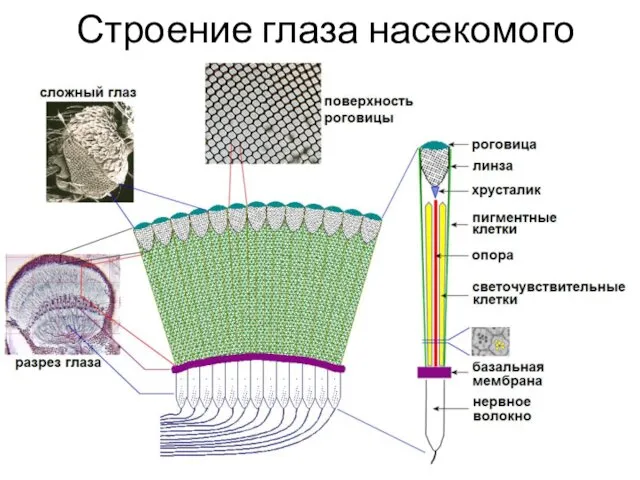 Строение глаза насекомого