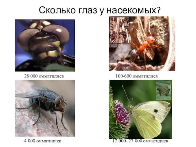 Сколько глаз у насекомых? 28 000 омматидиев 100-600 омматидиев 4 000