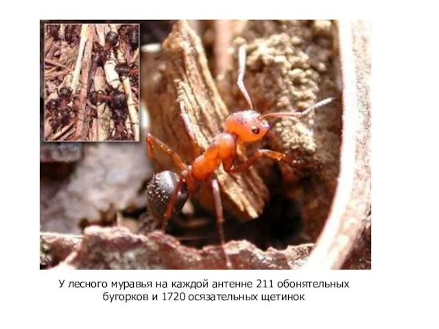 У лесного муравья на каждой антенне 211 обонятельных бугорков и 1720 осязательных щетинок