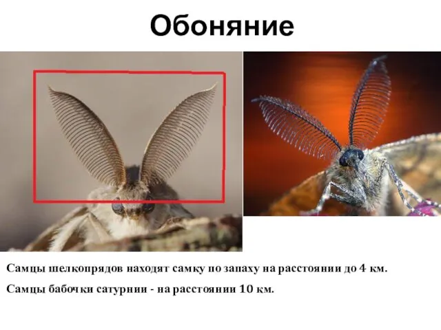 Самцы шелкопрядов находят самку по запаху на расстоянии до 4 км.