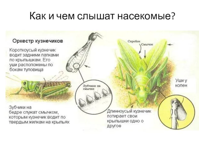 Как и чем слышат насекомые?