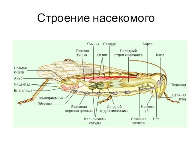 Строение насекомого