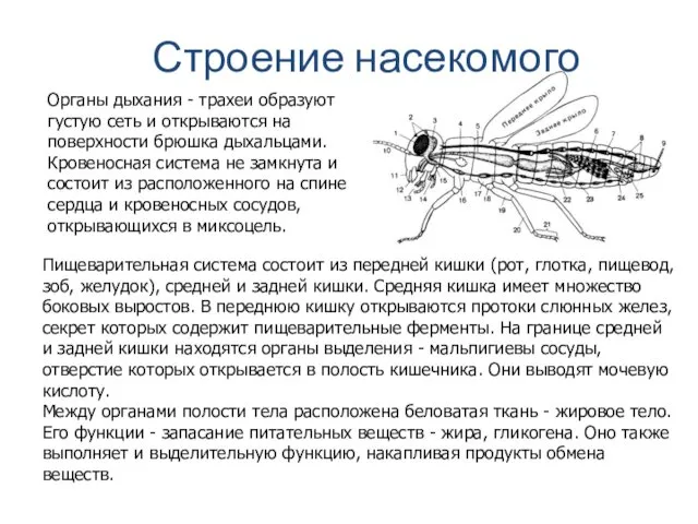 Строение насекомого Органы дыхания - трахеи образуют густую сеть и открываются