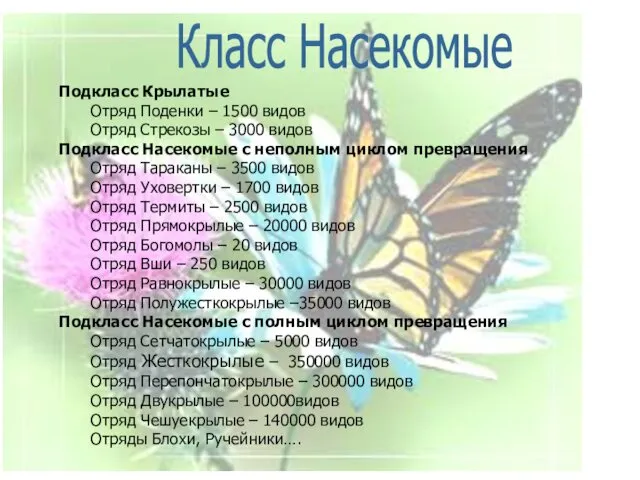 Подкласс Крылатые Отряд Поденки – 1500 видов Отряд Стрекозы – 3000