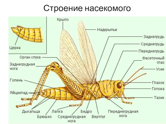 Строение насекомого