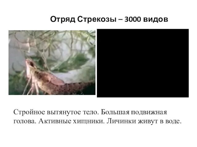 Отряд Стрекозы – 3000 видов Стройное вытянутое тело. Большая подвижная голова.