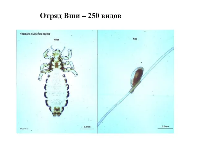 Отряд Вши – 250 видов