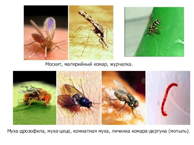 Муха-дрозофила, муха-цеце, комнатная муха, личинка комара-дергуна (мотыль). Москит, малярийный комар, журчалка.