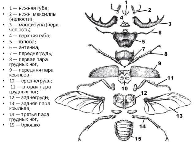 1 — нижняя губа; 2 — нижн. максиллы (челюсти) ; 3