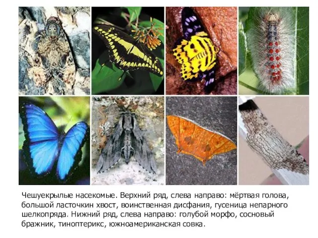 Чешуекрылые насекомые. Верхний ряд, слева направо: мёртвая голова, большой ласточкин хвост,