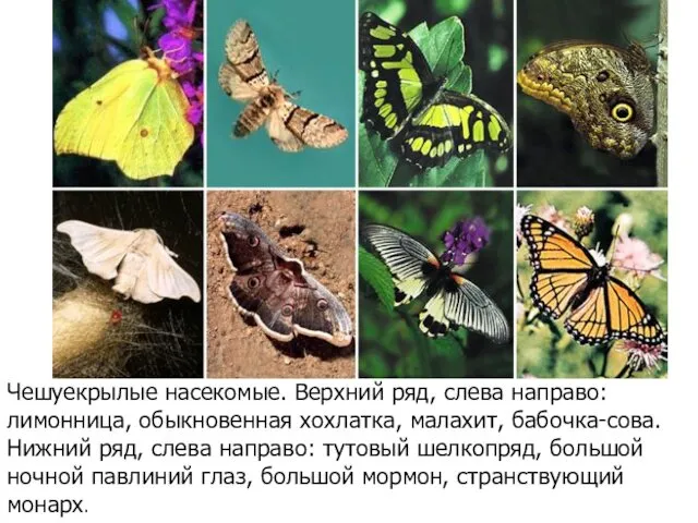 Чешуекрылые насекомые. Верхний ряд, слева направо: лимонница, обыкновенная хохлатка, малахит, бабочка-сова.