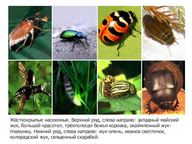 Жёсткокрылые насекомые. Верхний ряд, слева направо: западный майский жук, большой красотел,
