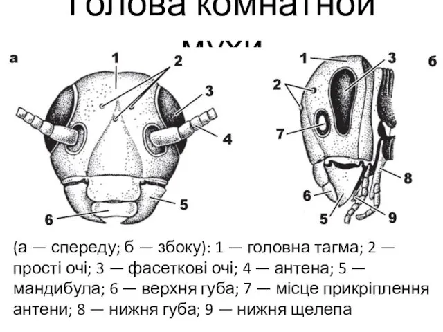 Голова комнатной мухи (а — спереду; б — збоку): 1 —