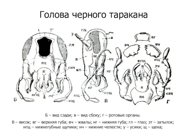 Голова черного таракана Б – вид сзади; в – вид сбоку;