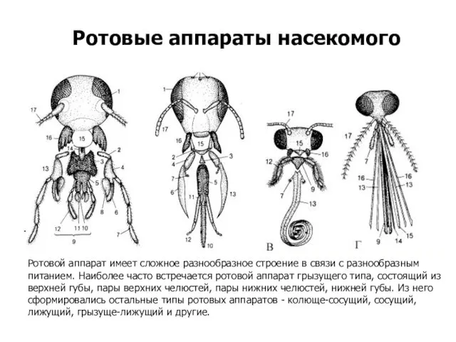 Ротовые аппараты насекомого Ротовой аппарат имеет сложное разнообразное строение в связи