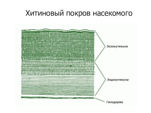 Хитиновый покров насекомого