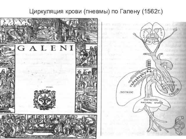 Циркуляция крови (пневмы) по Галену (1562г.)