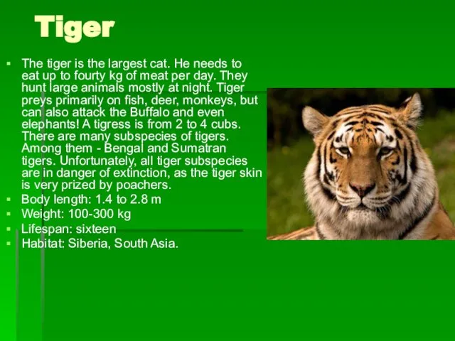 Tiger The tiger is the largest cat. He needs to eat