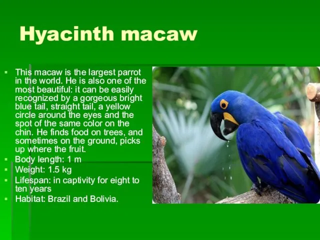 Hyacinth macaw This macaw is the largest parrot in the world.