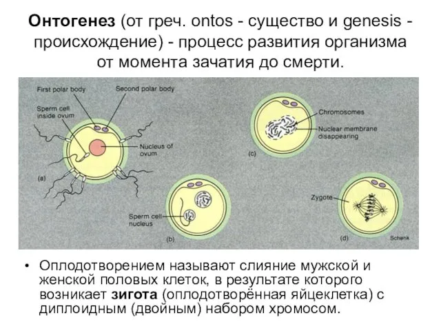 Онтогенез (от греч. ontos - существо и genesis - происхождение) -