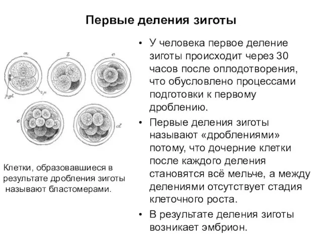 Первые деления зиготы У человека первое деление зиготы происходит через 30