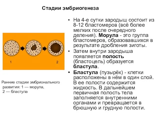 Стадии эмбриогенеза На 4-е сутки зародыш состоит из 8-12 бластомеров (всё