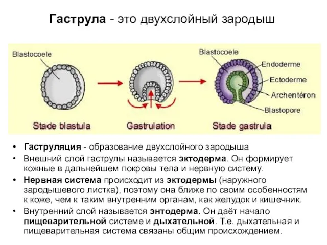 Гаструла - это двухслойный зародыш Гаструляция - образование двухслойного зародыша Внешний