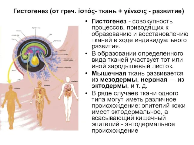 Гистогенез (от греч. ἱστός- ткань + γένεσις - развитие) Гистогенез -