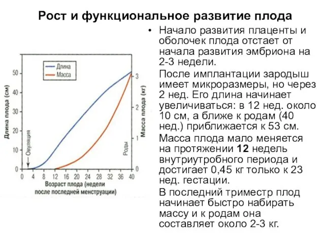 Рост и функциональное развитие плода Начало развития плаценты и оболочек плода