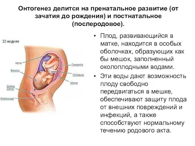 Онтогенез делится на пренатальное развитие (от зачатия до рождения) и постнатальное