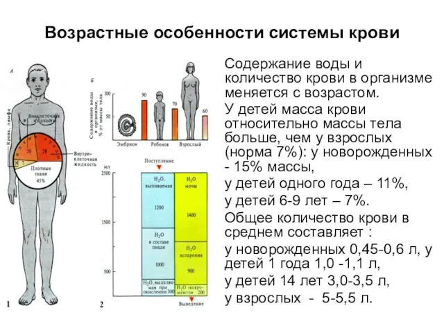 Возрастные особенности системы крови Содержание воды и количество крови в организме